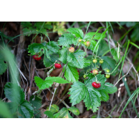 Wald Erdbeer Bl&auml;tter Fragariae folium
